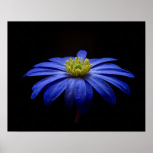 Blue Daisy Gerbera Flower op een zwarte achtergron Poster