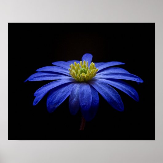 Blue Daisy Gerbera Flower op een zwarte achtergron Poster (Voorkant)