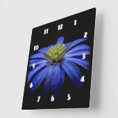 Blue Daisy Gerbera Flower op een zwarte achtergron Vierkante Klok (Hoek)