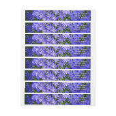 Blue Daisy-like Flowers Natuur Fotografie (Vel)