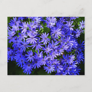 Blue Daisy-like Flowers Natuur Fotografie Briefkaart