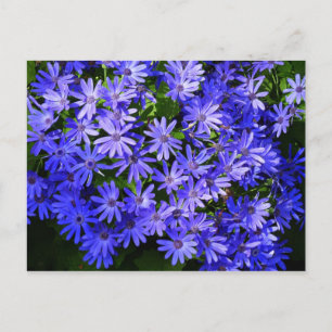 Blue Daisy-like Flowers Natuur Fotografie Briefkaart