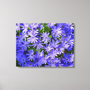 Blue Daisy-like Flowers Natuur Fotografie Canvas Afdruk