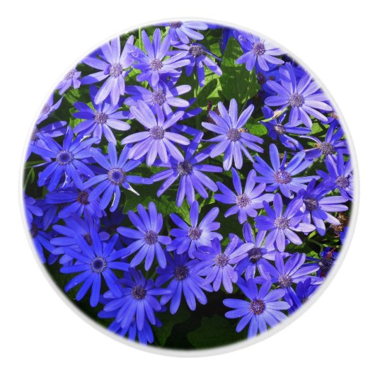 Blue Daisy-like Flowers Natuur Fotografie Keramische Knop (Voorkant)