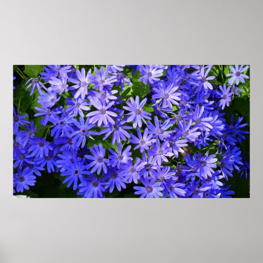 Blue Daisy-like Flowers Natuur Fotografie Poster (Voorkant)