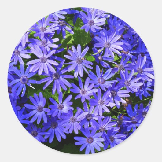 Blue Daisy-like Flowers Natuur Fotografie Ronde Sticker (Voorkant)