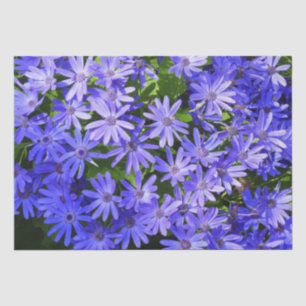 Blue Daisy-like Flowers Natuur Fotografie Tissuepapier