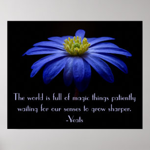 Blue Daisy met Yeats Quote Poster