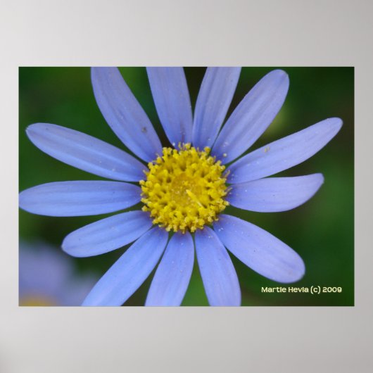 Blue Daisy Poster (Voorkant)