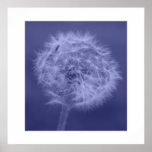 Blue Dandelion Poster/Print Poster (Voorkant)