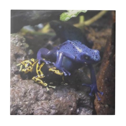 Blue Dart Frog begrijpt geen persoonlijke ruimte Tegeltje (Voorkant)