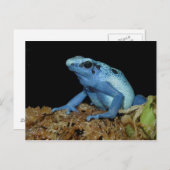 Blue Dart Frog (Dendrobates azureus).jpg Briefkaart (Voorkant / Achterkant)