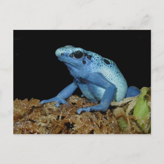 Blue Dart Frog (Dendrobates azureus).jpg Briefkaart (Voorkant)