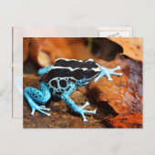 Blue Dart Frog Dendrobates Tinctorius Briefkaart (Voorkant / Achterkant)