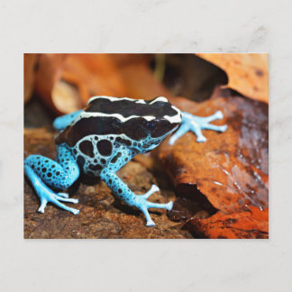 Blue Dart Frog Dendrobates Tinctorius Briefkaart