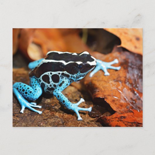 Blue Dart Frog Dendrobates Tinctorius Briefkaart (Voorkant)