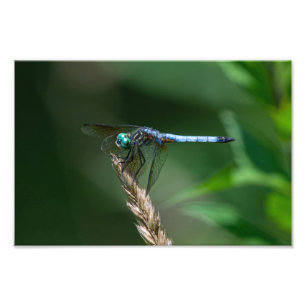 Blue Dasher Dragon Fly Foto Afdruk