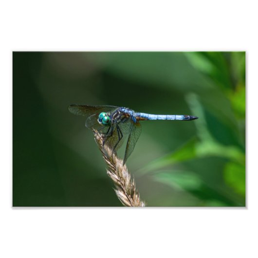 Blue Dasher Dragon Fly Foto Afdruk (Voorkant)