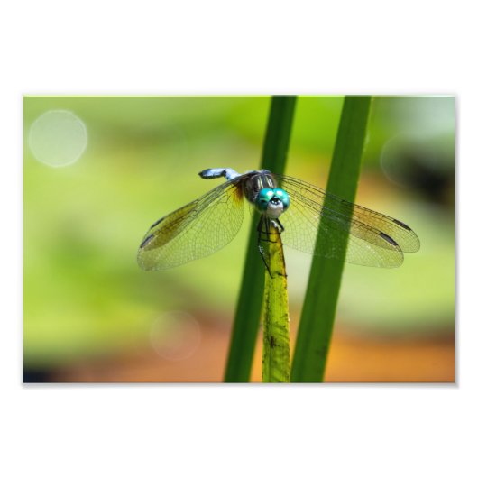 Blue Dasher Dragon Fly Foto Afdruk (Voorkant)