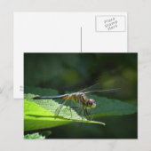 Blue Dasher Dragonfly Briefkaart (Voorkant / Achterkant)