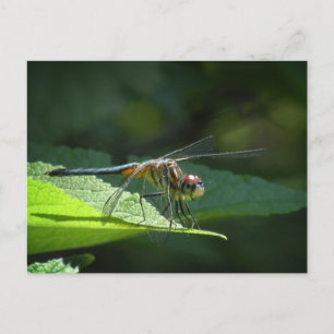 Blue Dasher Dragonfly Briefkaart