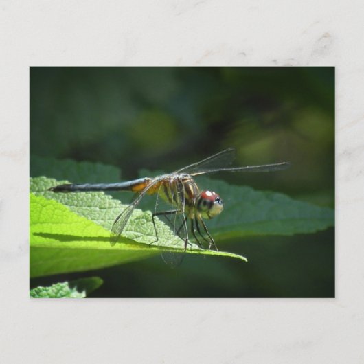 Blue Dasher Dragonfly Briefkaart (Voorkant)