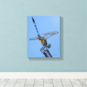 Blue Dasher Dragonfly in Obelisk Posture Canvas Afdruk (Insitu (Houten vloer))