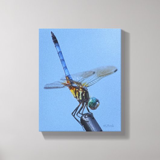 Blue Dasher Dragonfly in Obelisk Posture Canvas Afdruk (Voorkant)