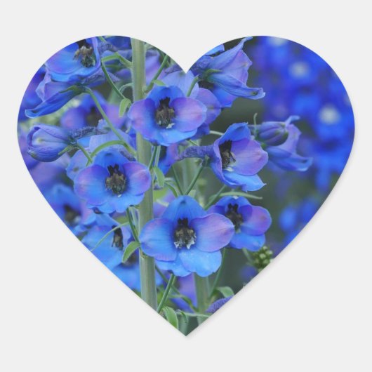 Blue Delphiniums Heart Sticker (Voorkant)