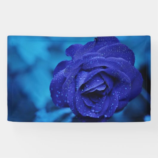 Blue Dewdrop Roos Spandoek (Horizontaal)