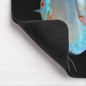 Blue Diamond Discus fish, No.01 Muismat (Hoek)