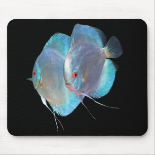 Blue Diamond Discus fish, No.01 Muismat