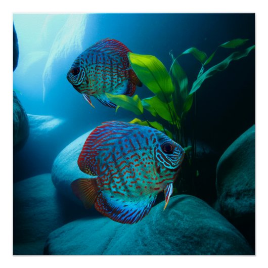 Blue Discus Fish Aquarium Fish Tank Art Perfect Poster (Voorkant)
