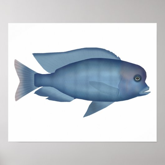 Blue Dolphin Cichlid Poster (Voorkant)
