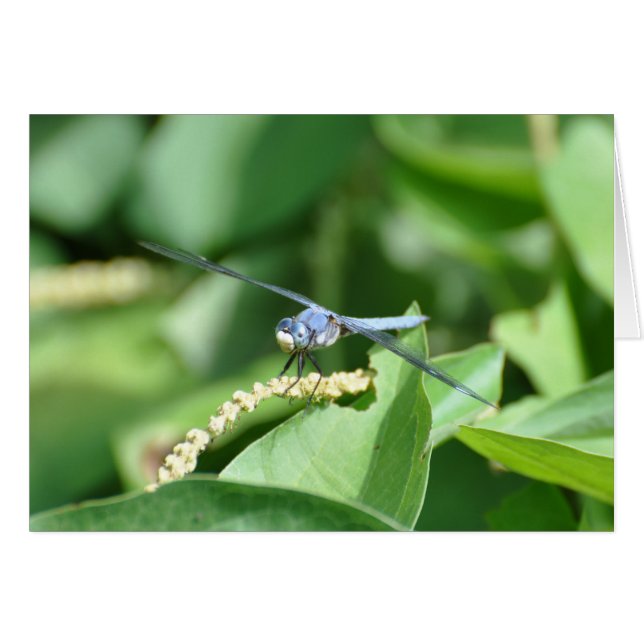Blue Dragonfly (Voorkant Horizontaal)