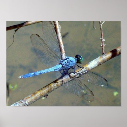 Blue DragonFly 2 Poster (Voorkant)