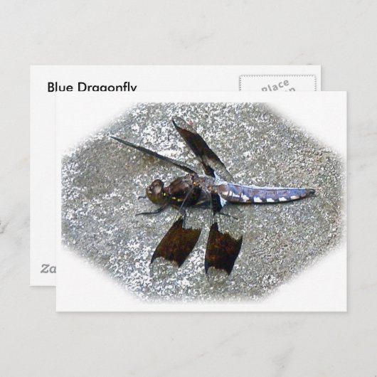 Blue Dragonfly Briefkaart (Voorkant / Achterkant)