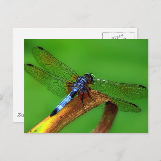 Blue Dragonfly Briefkaart (Voorkant / Achterkant)