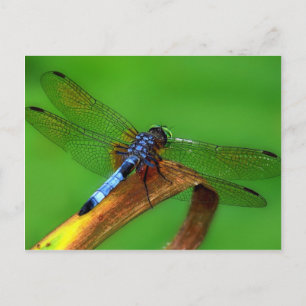 Blue Dragonfly Briefkaart