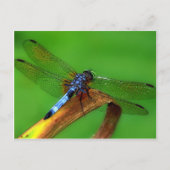 Blue Dragonfly Briefkaart (Voorkant)
