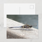Blue Dragonfly DIY Briefkaart (Voorkant / Achterkant)