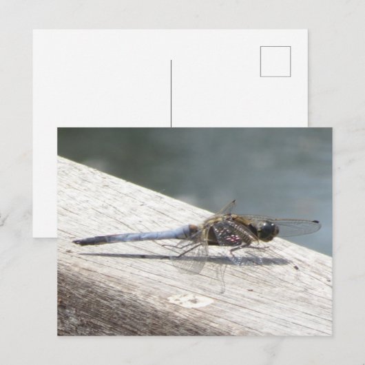Blue Dragonfly DIY Briefkaart (Voorkant / Achterkant)
