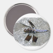 Blue Dragonfly Magneet (Voorkant / Achterkant)