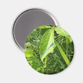 Blue Dragonfly Magnet (Voorkant / Achterkant)