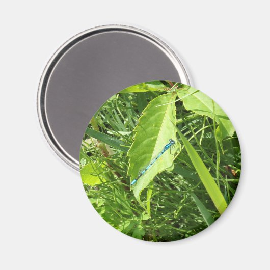 Blue Dragonfly Magnet (Voorkant / Achterkant)