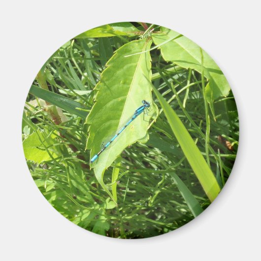 Blue Dragonfly Magnet (Voorkant)