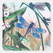 Blue Dragonfly op de afbeelding van de vijver