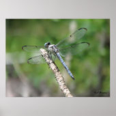 Blue Dragonfly op Perch Poster (Voorkant)