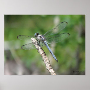 Blue Dragonfly op Perch Poster