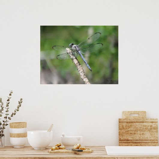Blue Dragonfly op Perch Poster (Keuken)